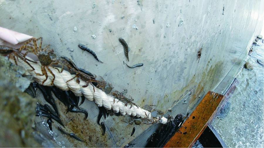 26年不曾間斷的七家灣溪數魚調查工作留下珍貴的生態資料，成為復育臺灣櫻花鉤吻鮭的基礎